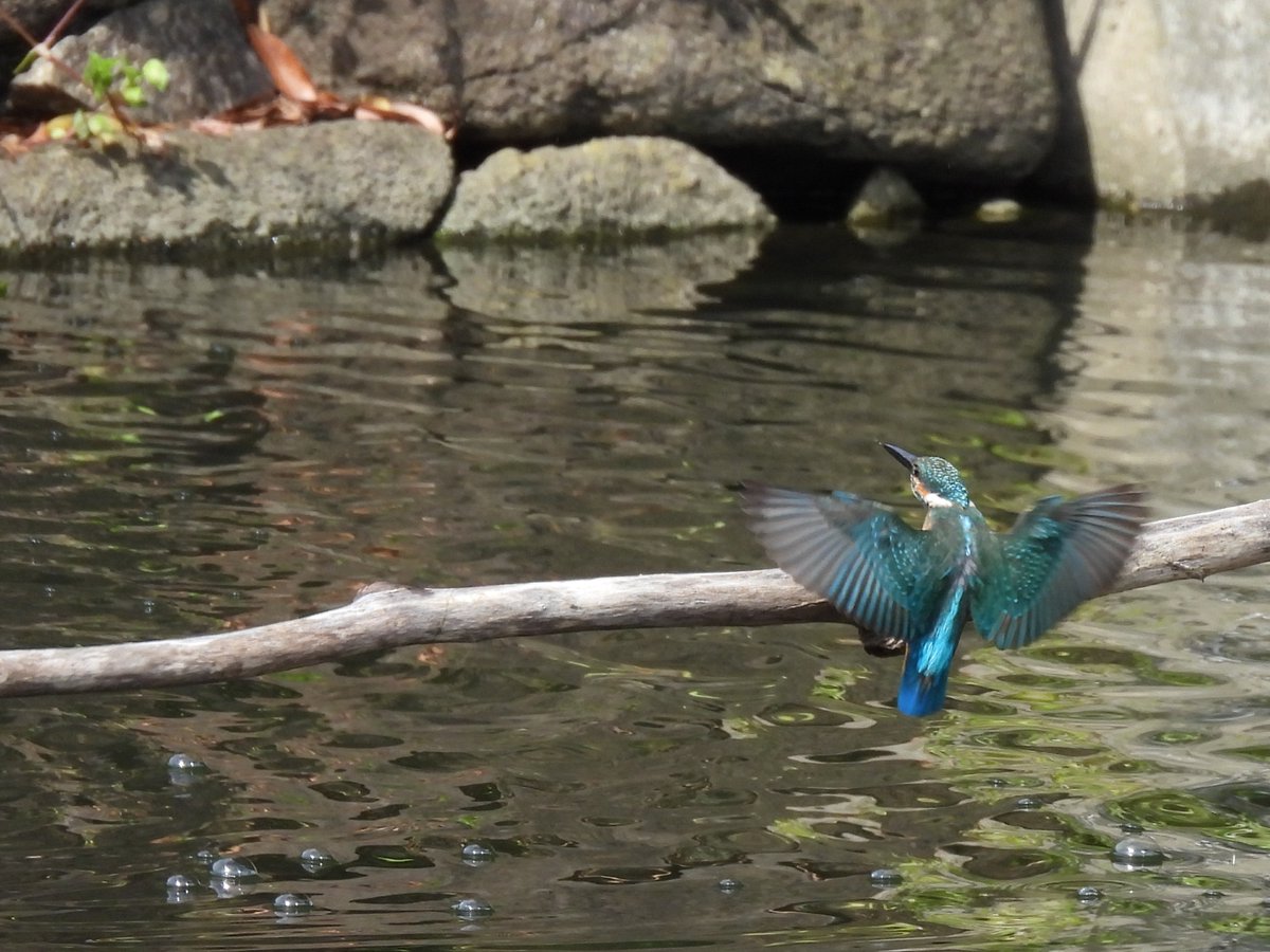 kamedaroisa's tweet image. Σ(ﾟдﾟlll)ｶﾞｰﾝ
RAWで撮ってたつもりが、JPGだけしか撮れてなかった‥
トリミングしただけの撮って出しジュディオングカワセミです
＃今日のカワセミ　＃P950