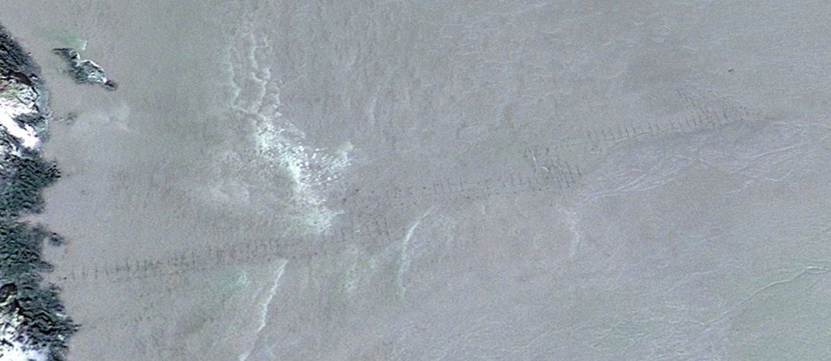 Stonefishweirs's tweet photo. Some examples #Scottish #stakenet fishing uses a series of stakes to moor a leader net to the seabed. The leader net guides fish into several "pockets" along its length. As the tide ebbs, the pockets are emptied, ensuring the fish are caught "fresh off the tide". 1/2 https://t.co/BXM7pLwrjv