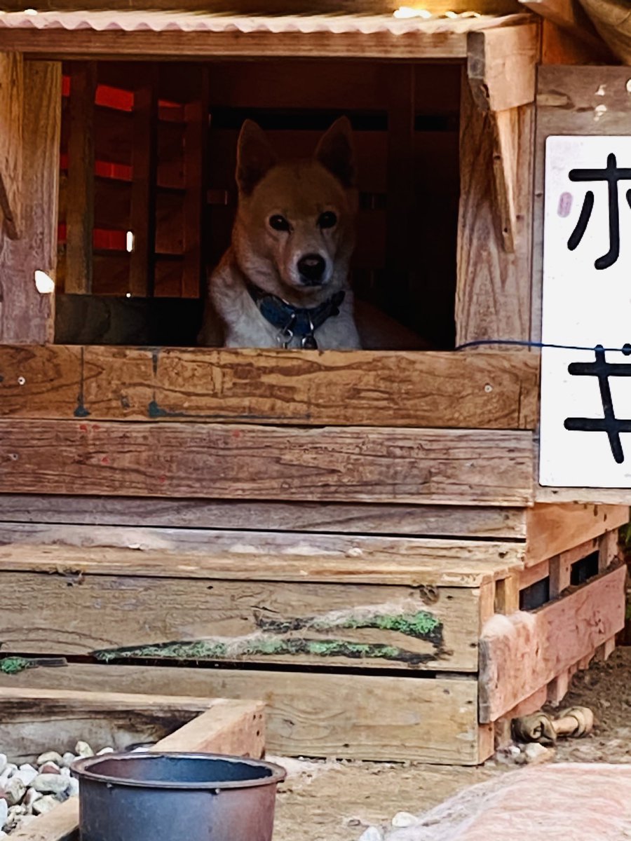 🐼りってゃん🐼 tweet media