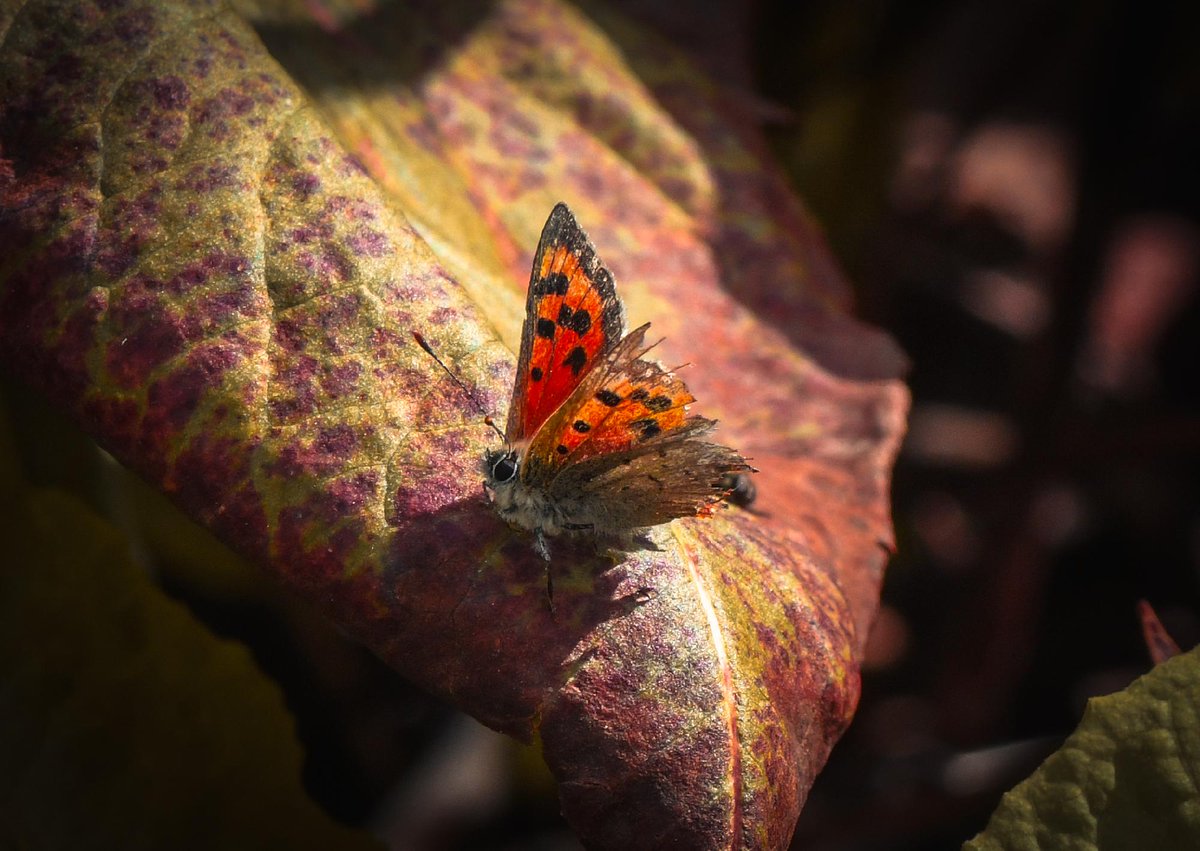 Butterfly Conservation 🦋 tweet media