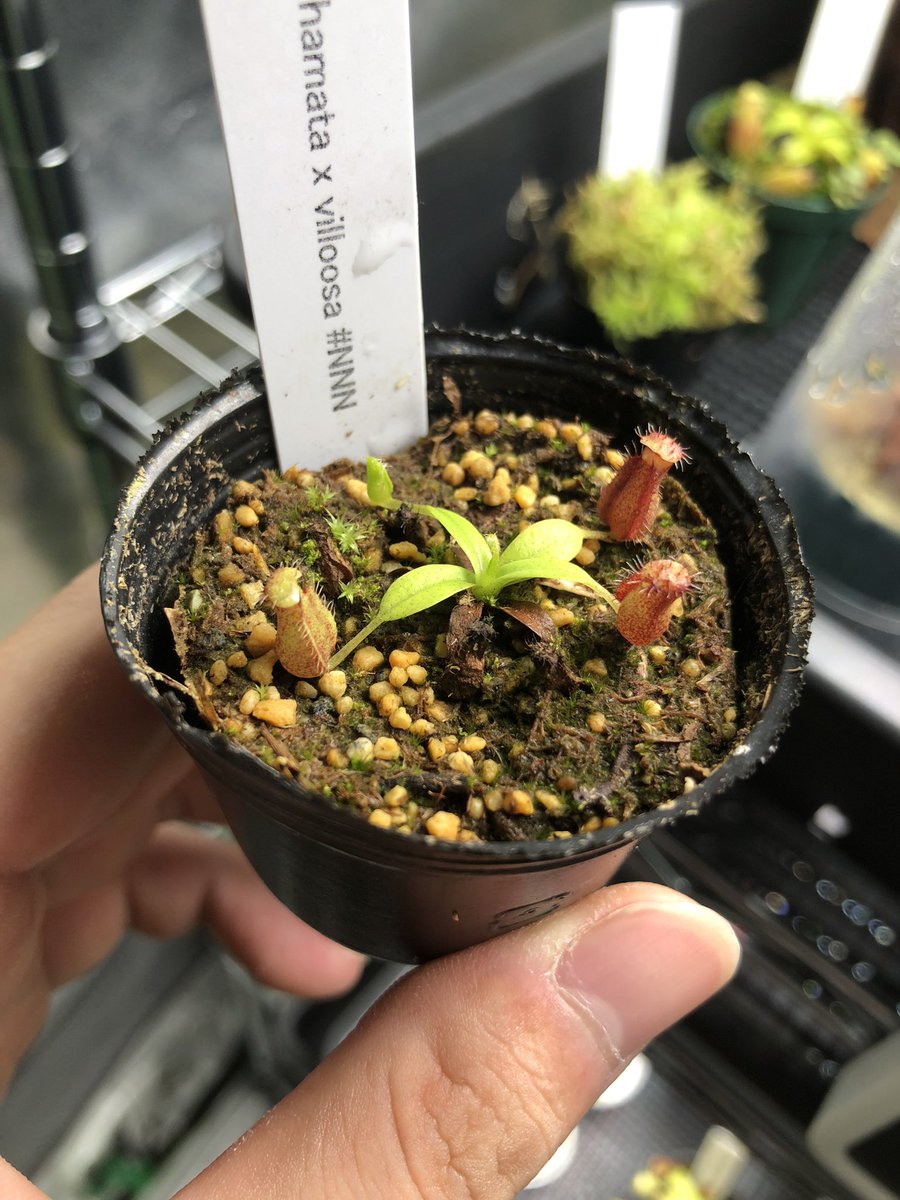 shibuyasuu's tweet photo. 今日の植物
N. hamata x villosa
すこーしずつ成長中
#Nepenthes
#hamata
#villosa
#ネペンテス
#食虫植物 https://t.co/Lst2htxyqk