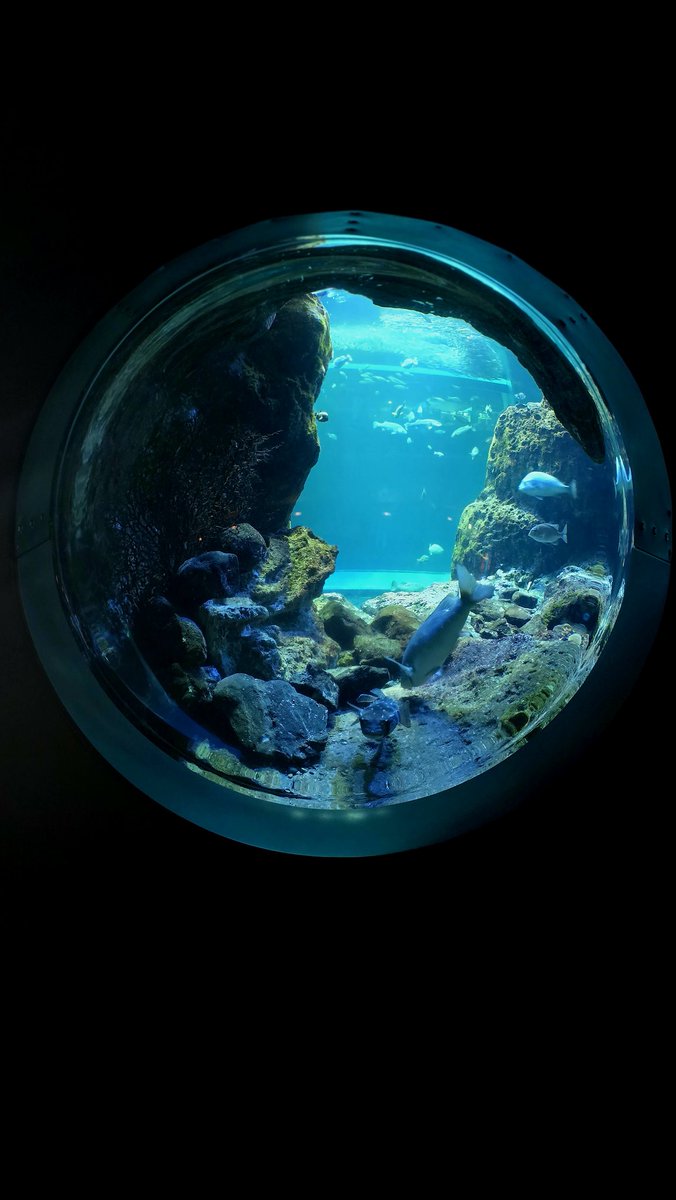 aquarium_nyan's tweet image. 新江ノ島水族館 オサカナ図鑑・番外編｜
相模湾大水槽のフォトスポット📸🐟
群れ泳ぐイワシを背景にシルエット撮影、  
バブルレンズから魚たちに囲まれる構図もおすすめ💙  
光が差し込む瞬間が最高に映える✨

#にゃんにゃんのオサカナ図鑑 #水族館 #新江ノ島水族館 #相模湾大水槽 #フォトスポット