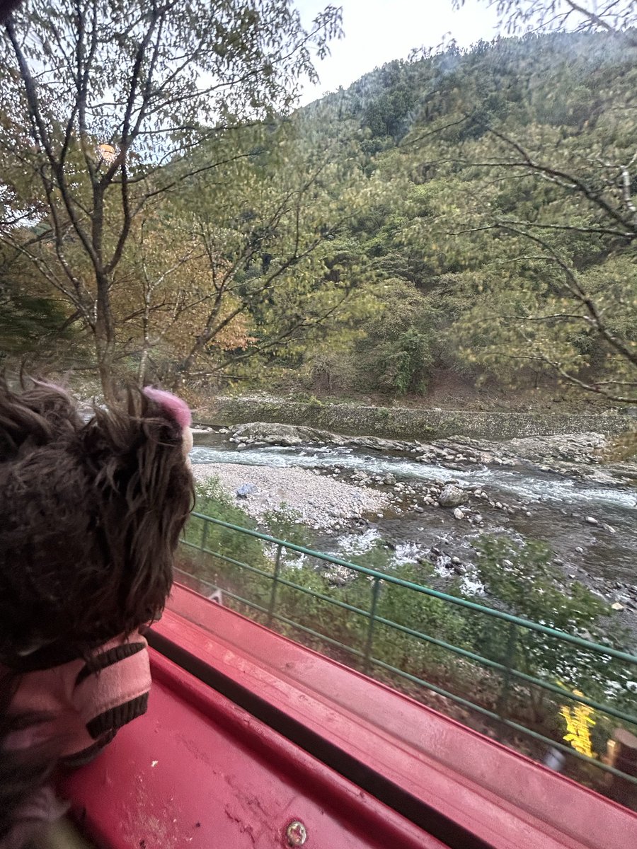 200 days🇯🇵Jojakkoji, Nisonin, Gioji, and the Sagano romantic railway.

Wasn’t at all prepared for what this past week was going to bring me. I laughed, I cried, I smiled, I reflected. By no means did I figure anything out or reach any answers though. All I know is keep fighting.