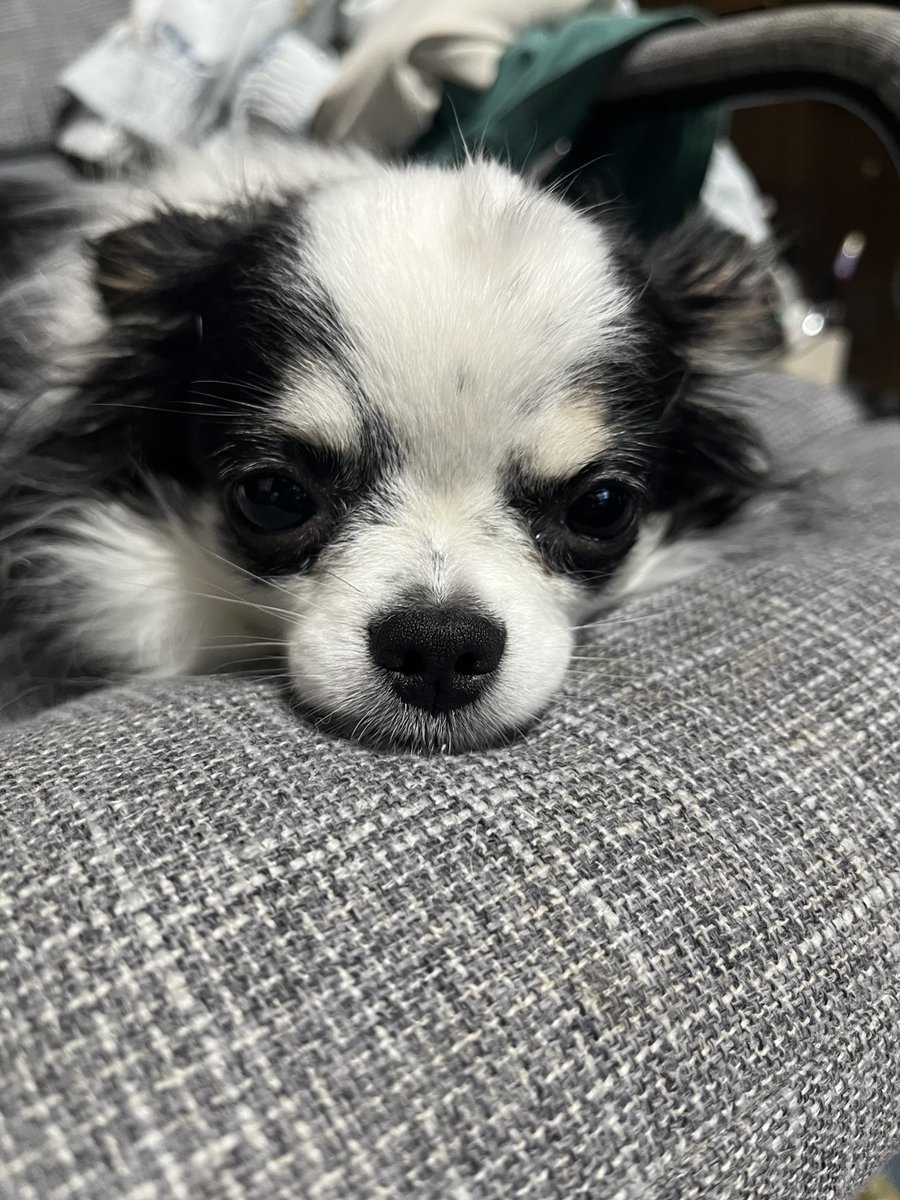 chiwawa_chie's tweet photo. モヒカンヘアーだよ₍₍ ᕕ( •��ㅂ•́)ᕗ⁾⁾
#チワワ党 #チワワのいる暮らし #犬好きさんと繋がりたい #犬のいる暮らし #しじみ目犬 https://t.co/kEnxyb6F0s