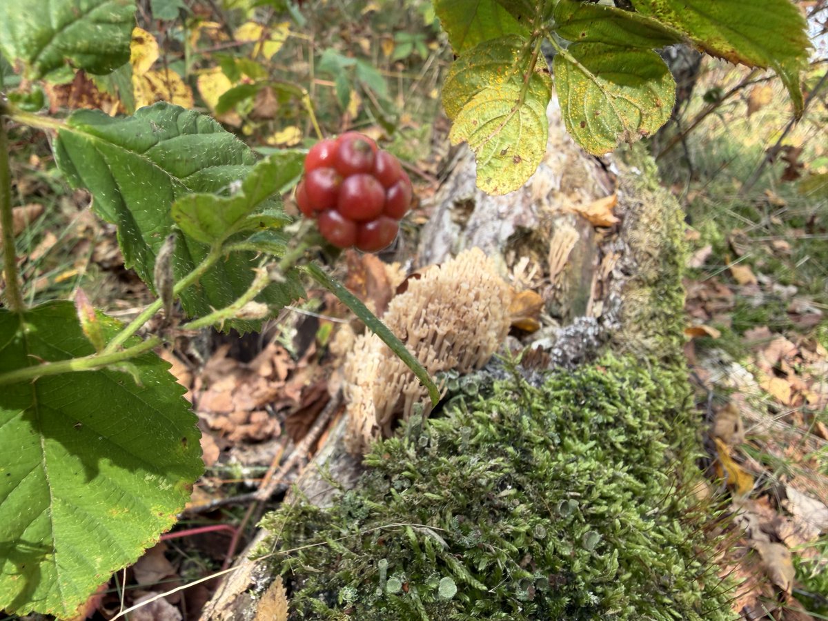Ich glaube, heute gibt es Pilzsuppe. Ihr seid eingeladen. 😎🤘🏻#nationalpark #maasduinen