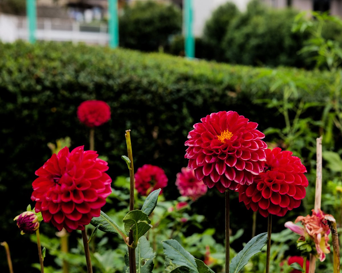 humbert_hayes's tweet photo. 町田ダリア園と途中の道のり

leicasl2s
sigmaart24-70mmf2.8dgdn

#leica 
#sl2s https://t.co/ZHv4ExbDzc