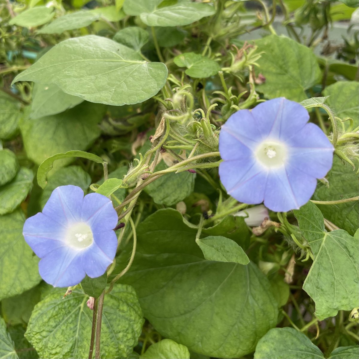 ミキ。プロフ確認宜しくお願いします。 ミキ。プロフ確認宜しくお願いします。 みぎわ🤖 (@m1g1wa_cg) / X