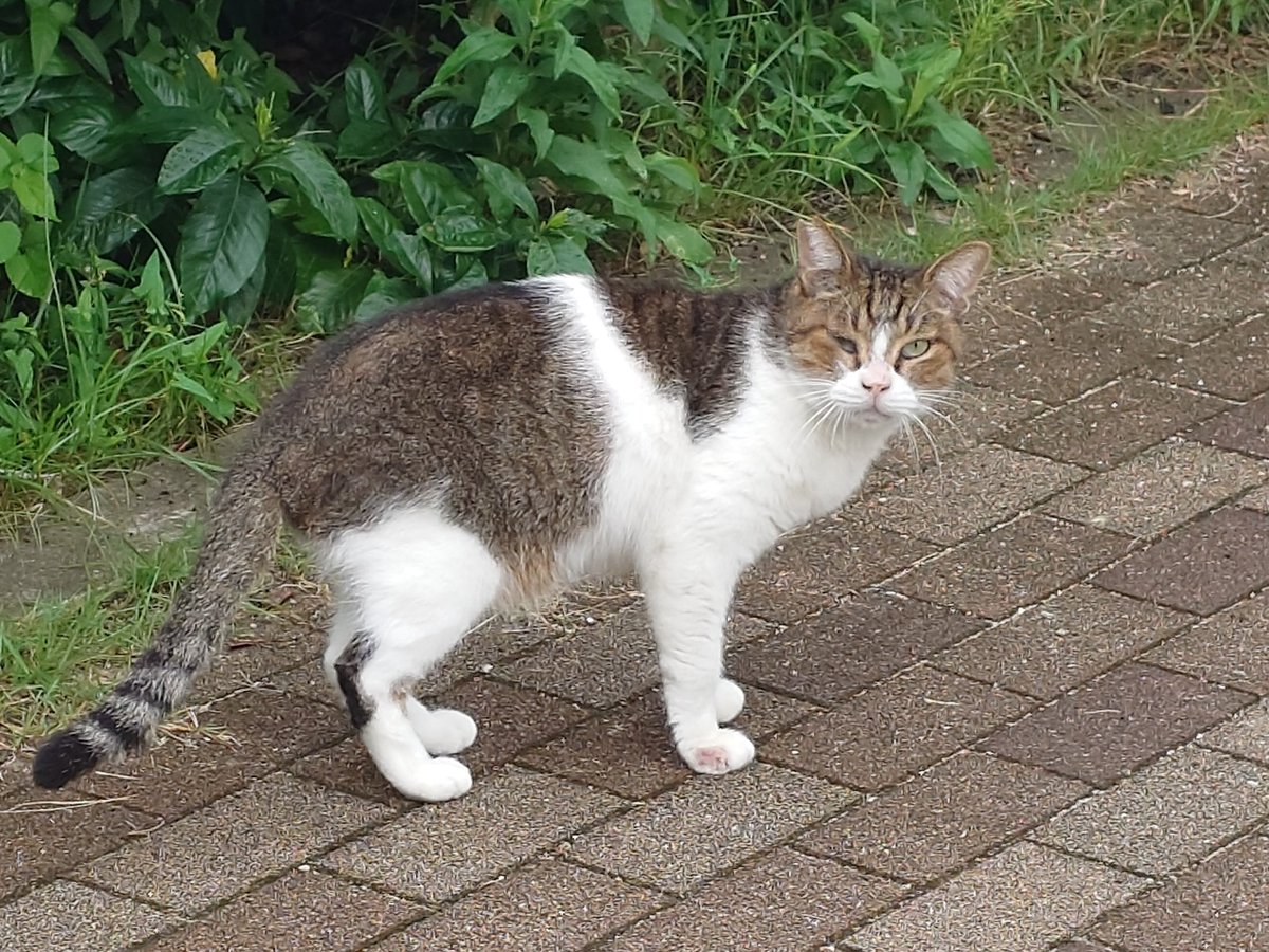 独特な顔をした可愛らしい子と出会いました。物珍しそうな表情でこちらの方を見ていましたが、立ち去ろうとしては後ろを振り返り私の方を見ていました。それなりに年齢が高そうな子ですが、この子は人の愛情を知ってる子だと思います。蓮さんと色が似ているので、うちの蓮さんも昔はこうやって外にいた