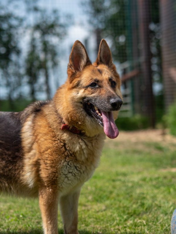 gsrescueelite's tweet image. Some may have noticed we haven&apos;t tweeted 10yr old Hunny, she is fine, but she will now remain with us as the #Cornwall kennels kitchen dog. Hunny has been with us 7yrs and is very much loved by us all  
#dogs #germanshepherd 
gsrelite.co.uk/hunny/