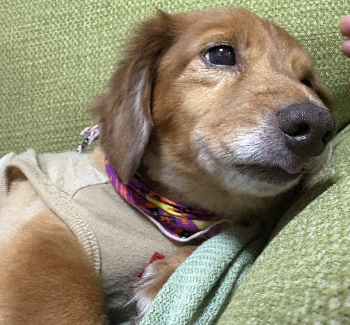 hariharihahifu's tweet image. #右京さんおやすみなさい
#また明日
#犬のいる暮らし
#犬のいる生活
#ミニチュアダックス