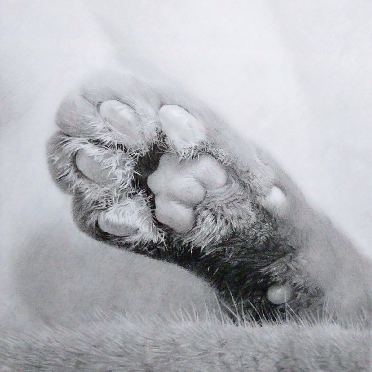 箱入り猫 鉛筆画 これが鉛筆で描かれた猫だなんて…衝撃の作品に