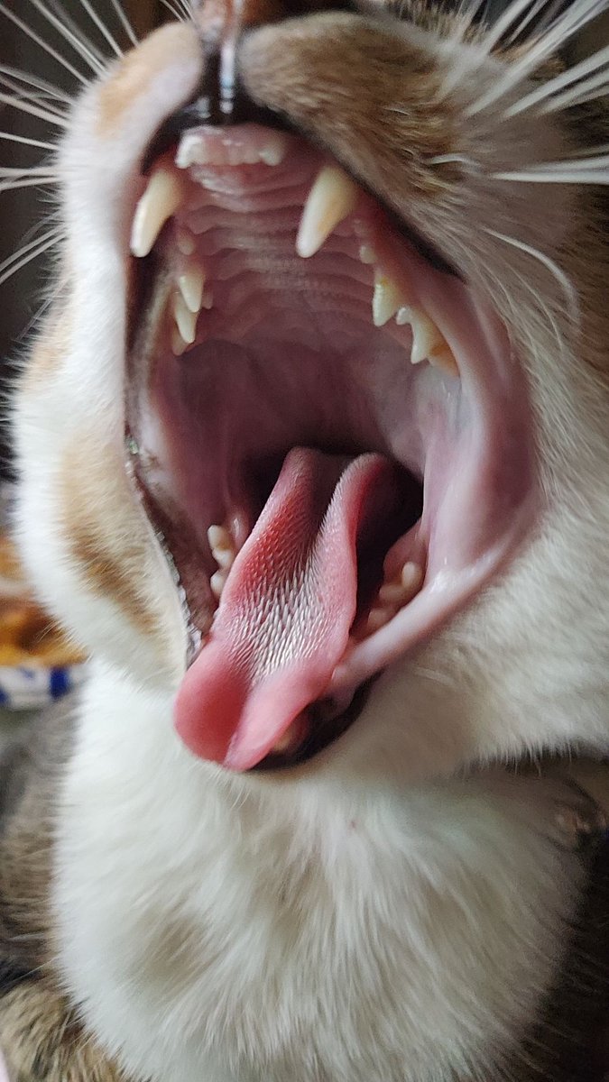 skielurwilliams's tweet photo. @YokaSiri I'm 5'6, but have a couple pictures of Eragon, he just turned 2 years old on June 16th! https://t.co/QDYdXsoEas