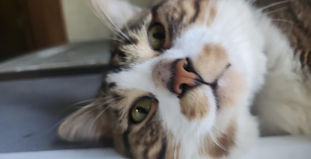 skielurwilliams's tweet photo. @YokaSiri I'm 5'6, but have a couple pictures of Eragon, he just turned 2 years old on June 16th! https://t.co/QDYdXsoEas