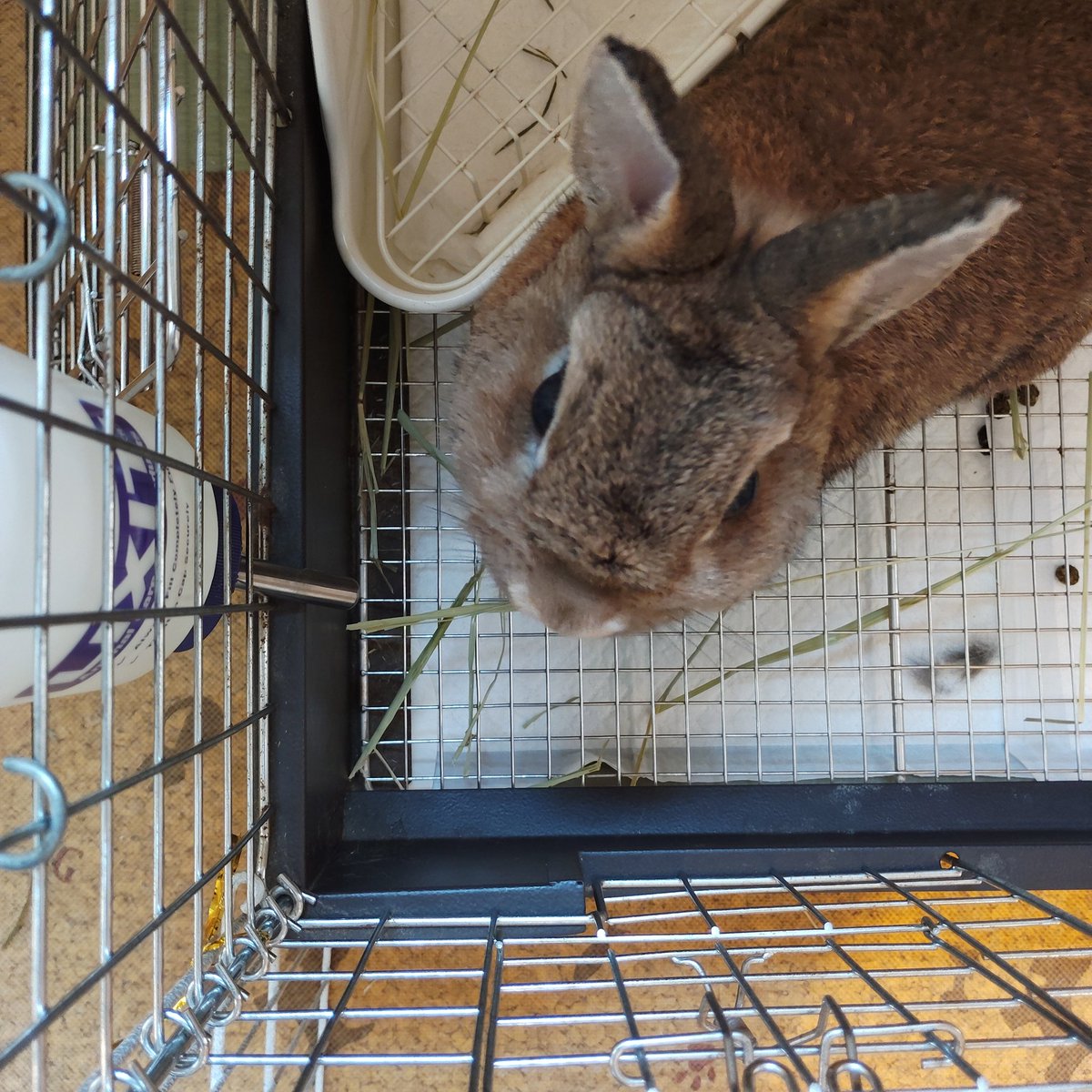 本日はお足元の悪い中、たくさんの方にご来店いただきました(∩´∀`∩)
ありがとうございました！
『うさぎ合同展11』は明日も開催しておりますので、中崎町へお越しの際は是非うさぎカフェ(<a href="/UsagicafeUSA/">うさぎカフェ@ただ今リハビリ営業中</a>)へお立ち寄りください。