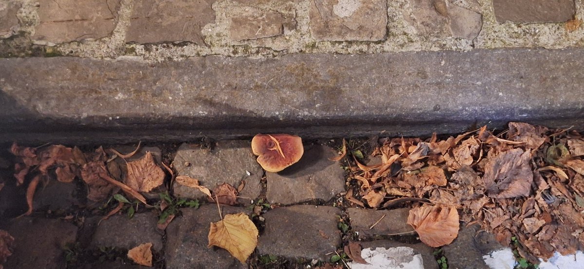 Seb_CDT's tweet image. On parle souvent de fleur de bitume, mais à #Mons, le PS a tellement mérulé la ville que les champignons s'épanouissent sur les trottoirs... 
😁
@MonsenMieux