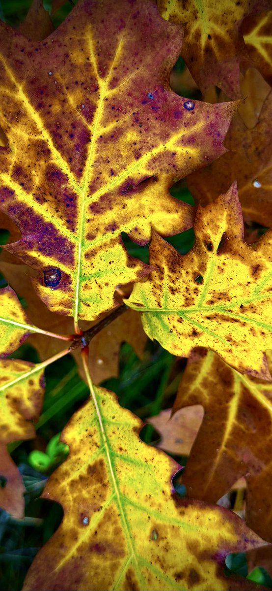 #hardlopen #running🏃‍♂️het is begonnen🍁
