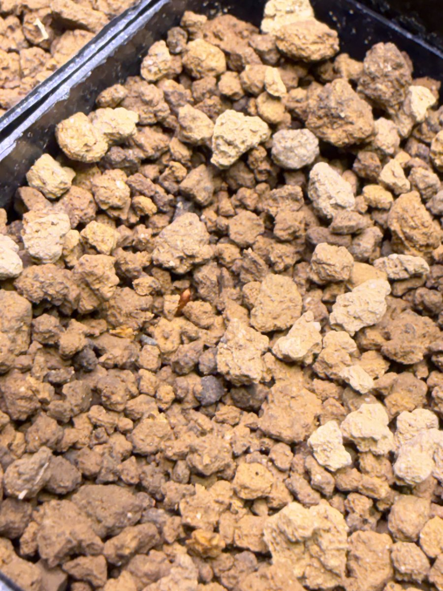 本日までセール❗️超希少❗️サイズ大❗️気根発根済アンスリウムドラヤキ新葉展開中✨️ アンスリウム ドラヤキ お椀変異個体 | 希少植物の販売