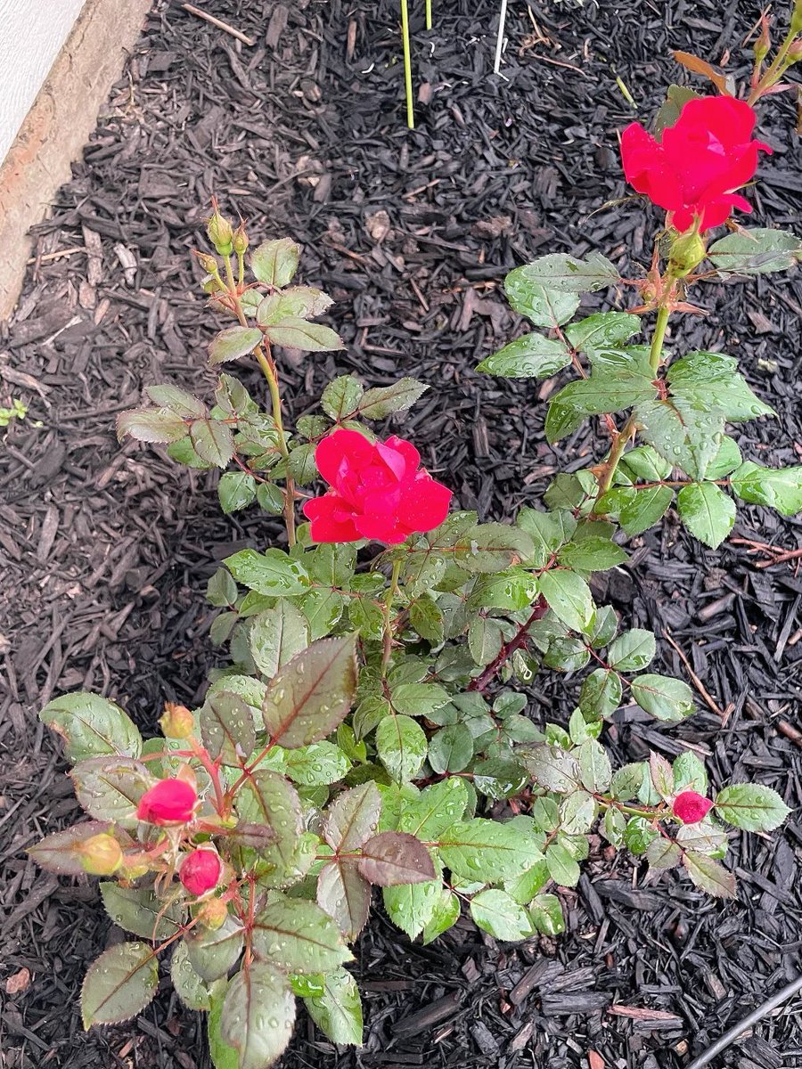 Sofia_82478's tweet image. Morning bloom and fresh beginnings 🌸📷 Starting the day with nature&apos;s delicate beauty. #Flowers #MorningVibes #FreshStart