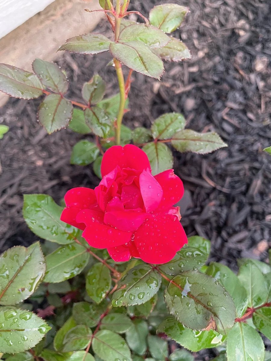 Sofia_82478's tweet image. Morning bloom and fresh beginnings 🌸📷 Starting the day with nature&apos;s delicate beauty. #Flowers #MorningVibes #FreshStart