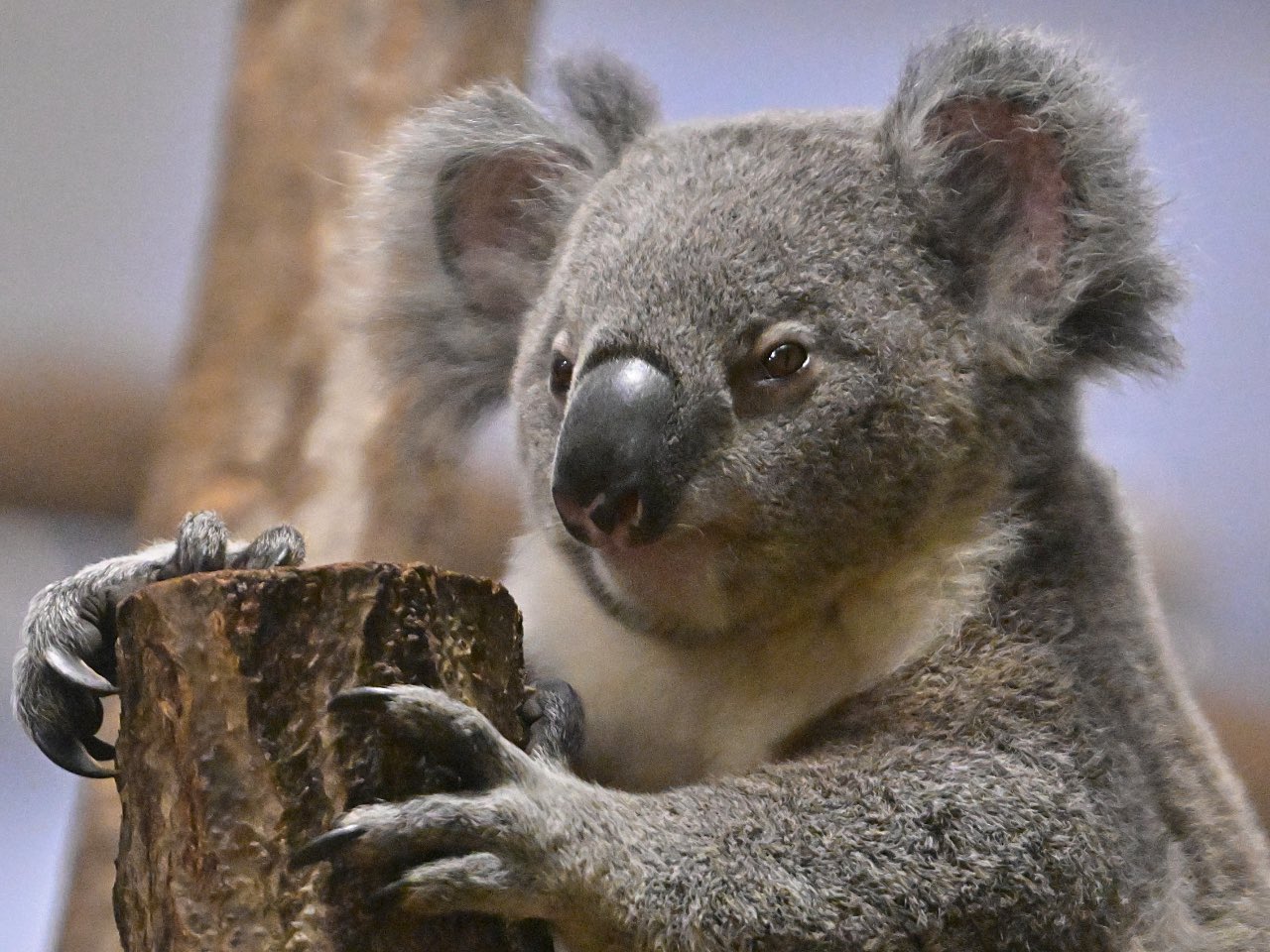 コアラ ぽんぽこのこの分厚さが愛なんです🐨💭🥰 20250719 🙅‍♀️無断