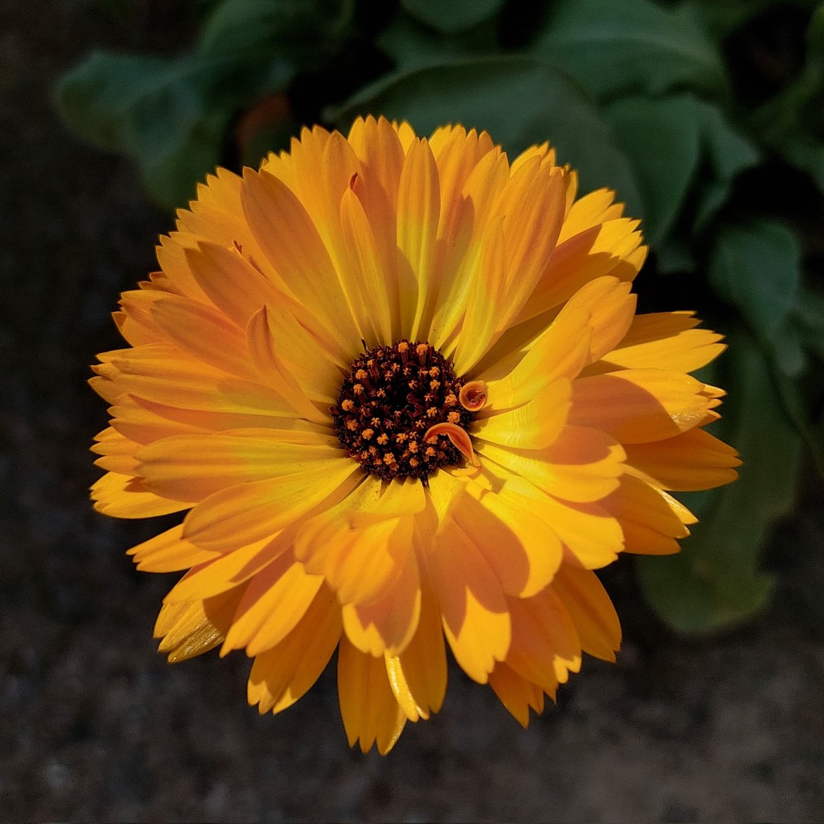 viShaL_P_'s tweet photo. @AlongImna Captured on Samsung Galaxy A52s 5G https://t.co/rzCGM7frJk