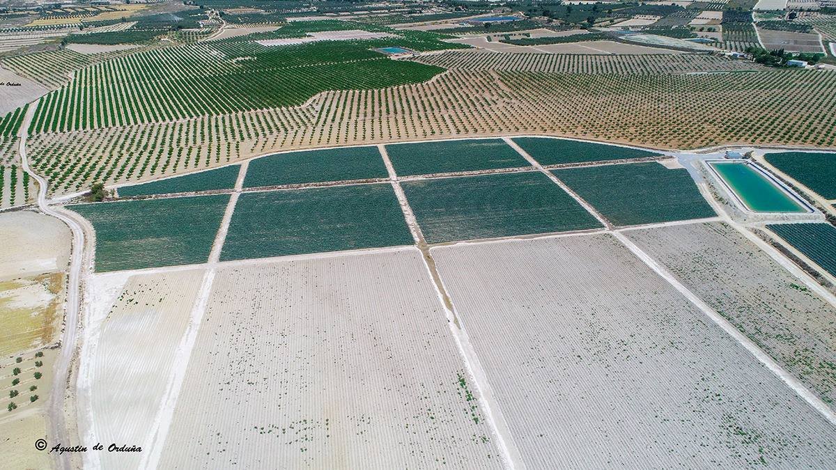La expansión de la agroindustria en Andalucía va dejando a su paso entre otros impactos la desaparición de humedales.
En Córdoba la laguna de La Gamonosa pierde el 70% de su superficie por el olivar superintensivo, en Granada el humedal del Baíco desaparece para cultivar brócolis
