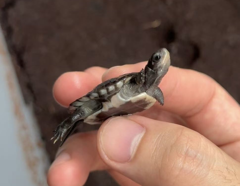 🌟キボシイシガメ🌟
「アザンディック」黄色色素欠失個体
まさかの銀星石亀
ブリーダーさんからofferきました。
880,000円税込です。
興味ある方ご連絡ください^_^

#アザンティック 
#キボシイシガメ