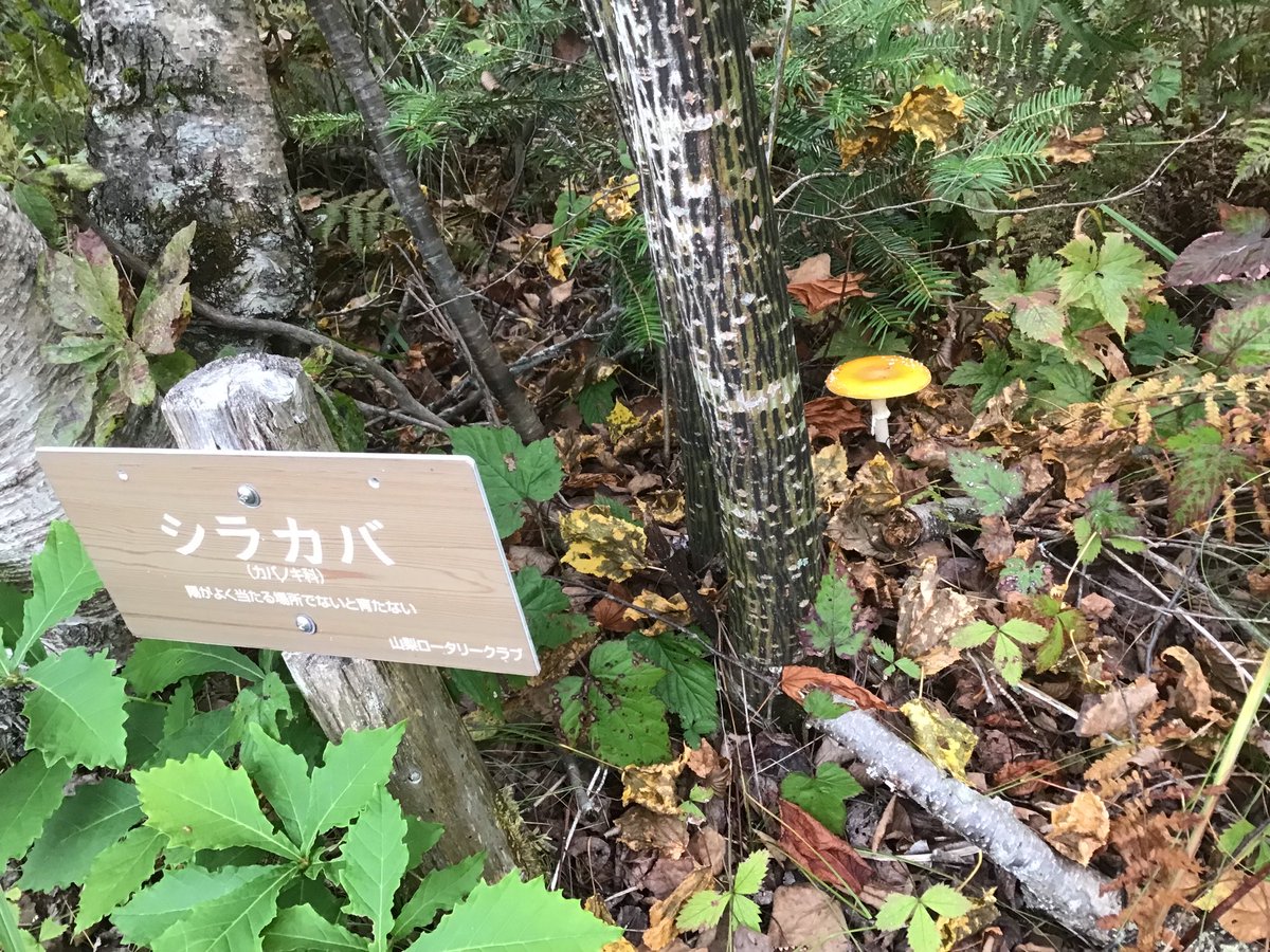 きのこの教科書に使える