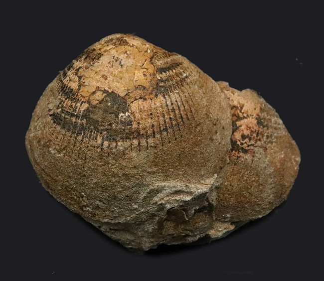 化石・鉱物・隕石販売の化石セブン (@kaseki7) / X