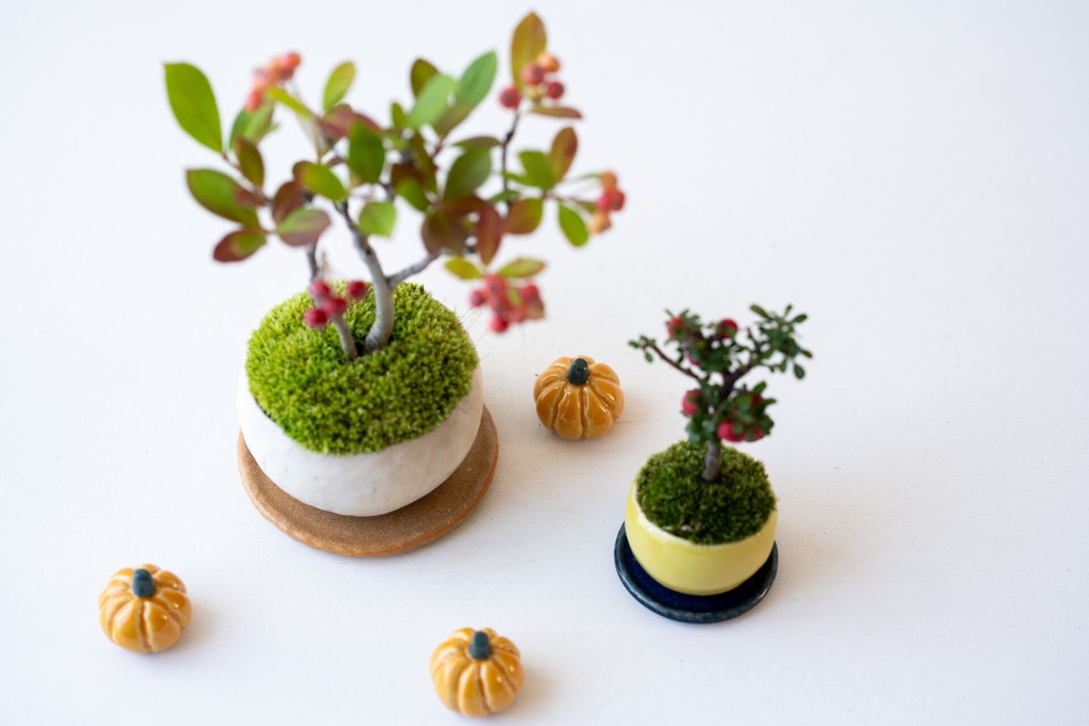 キナリノ公式 on X