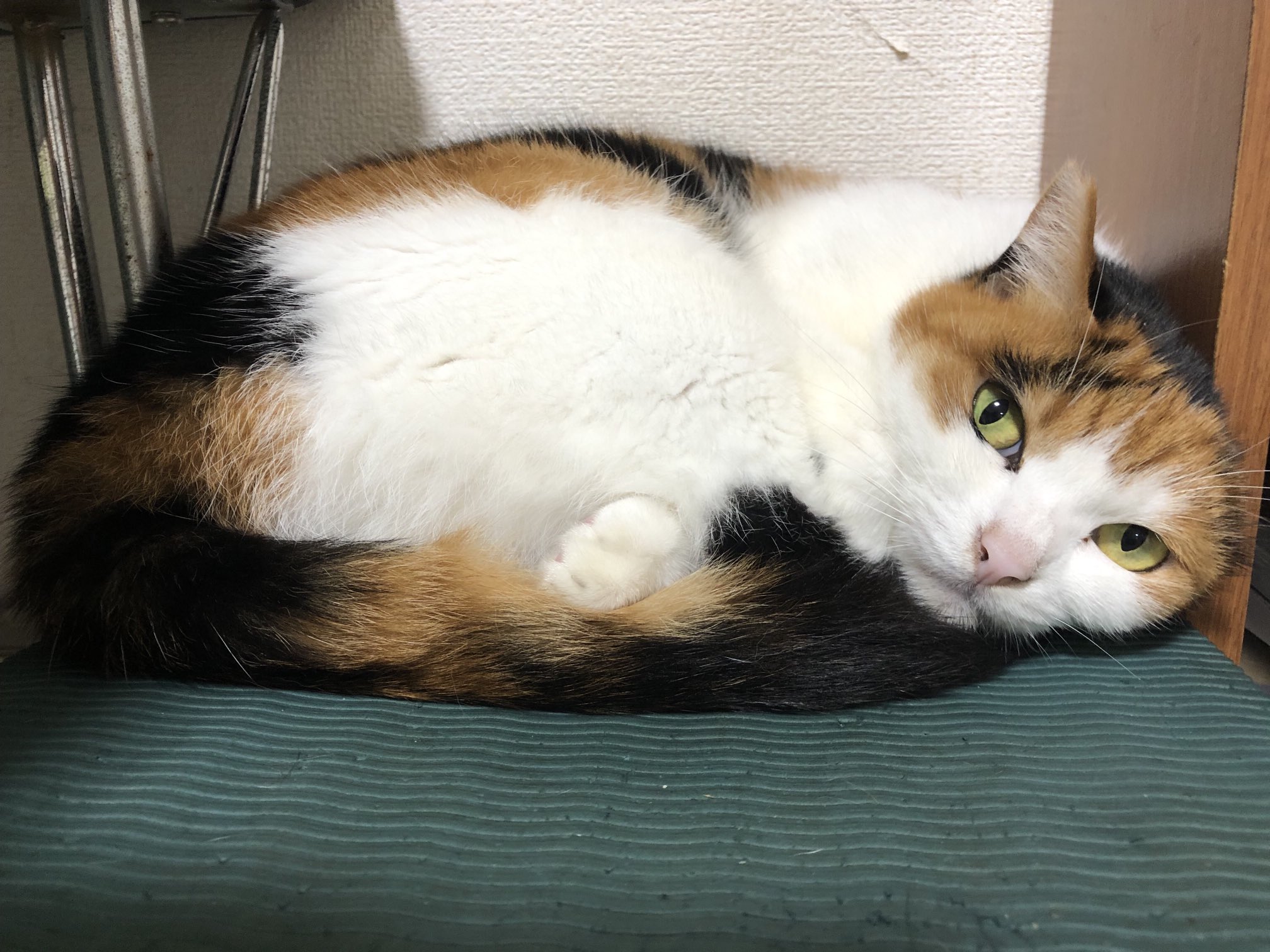 どこかの猫好き どこかの猫好き