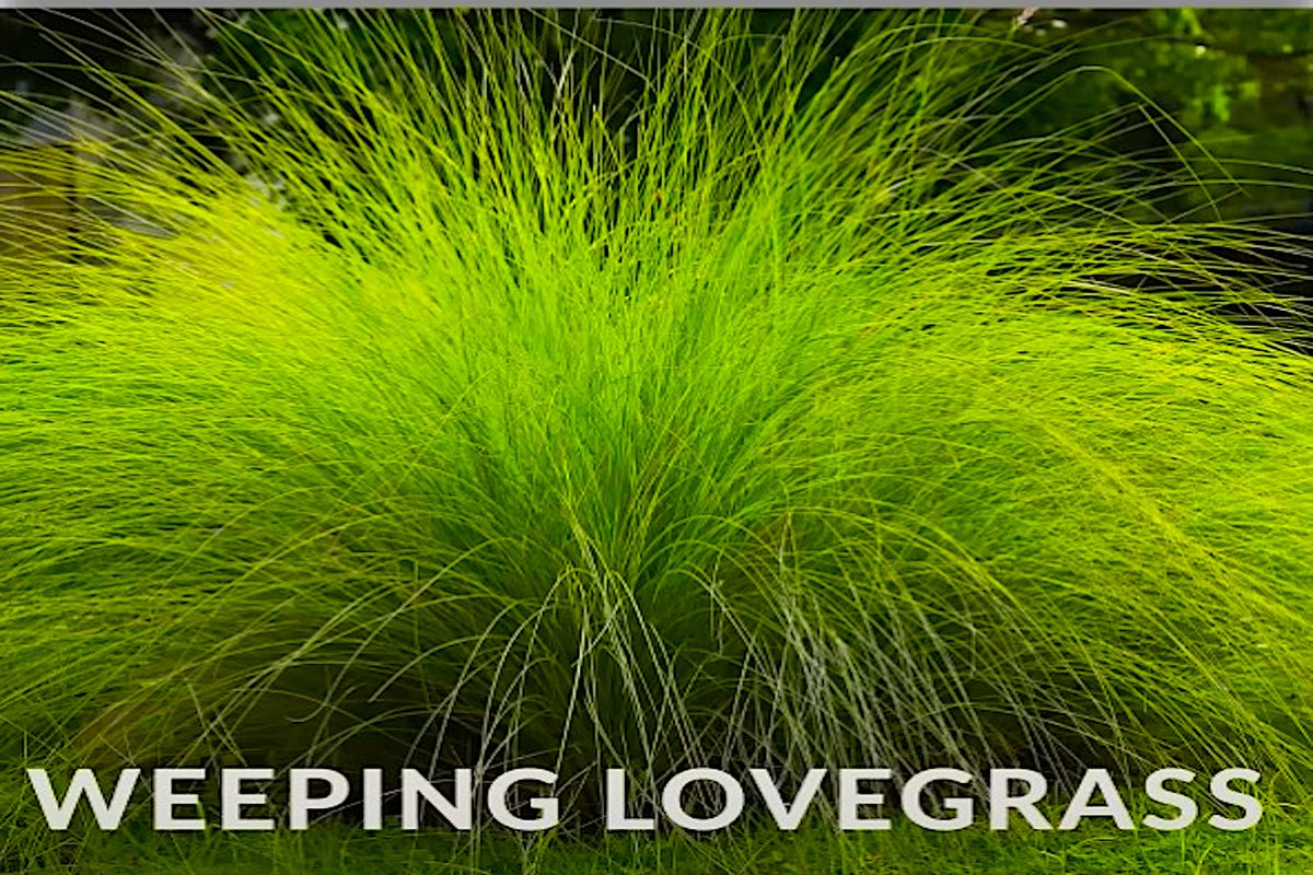 TShepstone's tweet image. The Weeping Lovegrass Weeps No More and Heat Wave Heat Hype Turns Out to Be A Case of Data Cherry Picking!

energysecurityfreedom.substack.com/p/the-weeping-…

#Nature #FossilFuels #CO2 #HeatWaves #JunkScience #CO2 #Climate #ClimateFacts #JohnRobson #ClimateDiscussionNexus #WeepingLovegrass