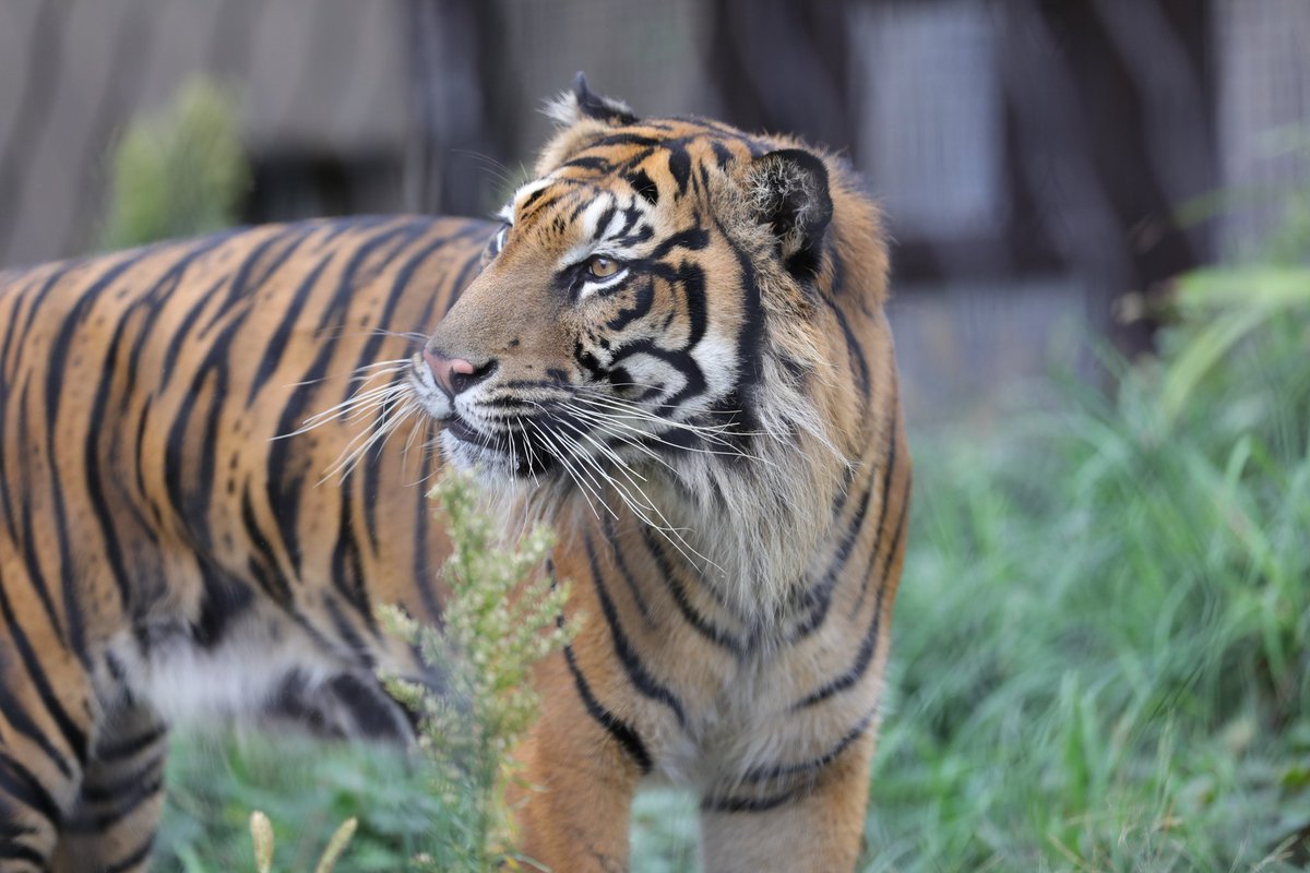 ti7943's tweet image. 📷2025.10.12
#東山動植物園
#スマトラトラ
#アオ