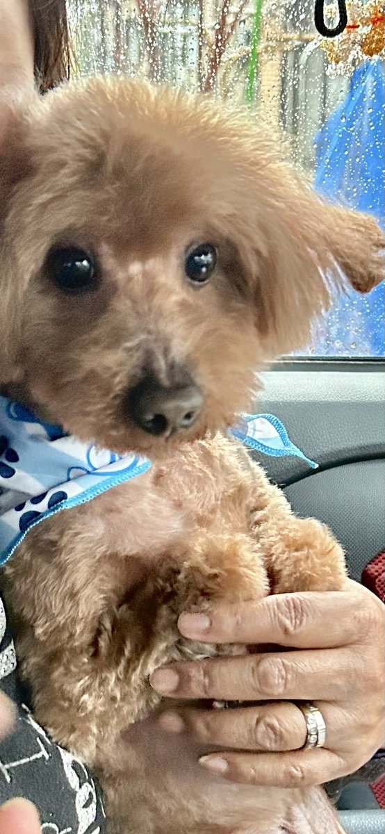 taechan04's tweet photo. こんばんは🈁🐶です😊散歩する時は人や犬が来るとリードを利用して前足でバランスとって2足歩行が好きなようです🤭
春に抜けてた鼻や耳の毛がやっと茶色く生えてきました😆☺️ https://t.co/v1a25RZ7RJ