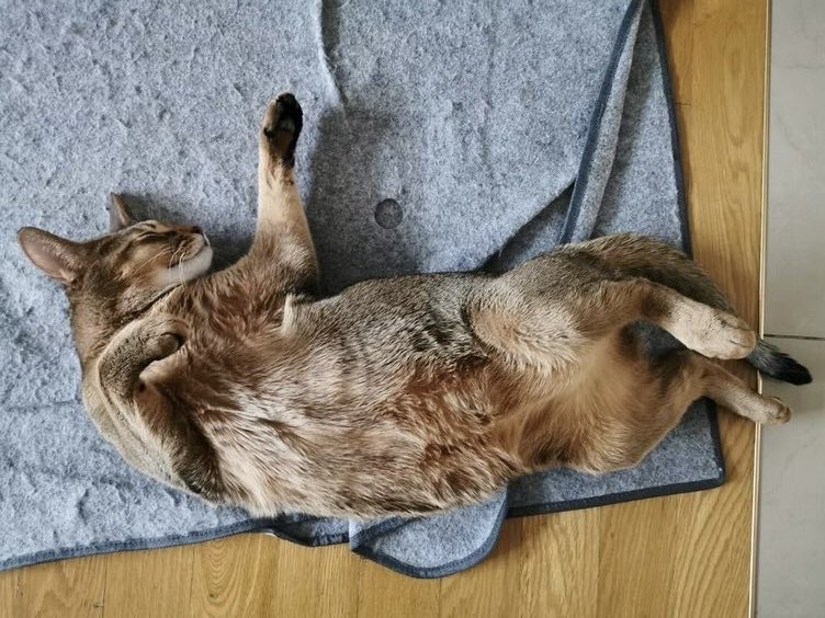 ท่านอนน่ารัก! เก็บหมัด หดคอ งอเข่า แงงๆๆ ลีออนเป็นเจ้าก้อนความรักจริงๆ💕💕💕💕