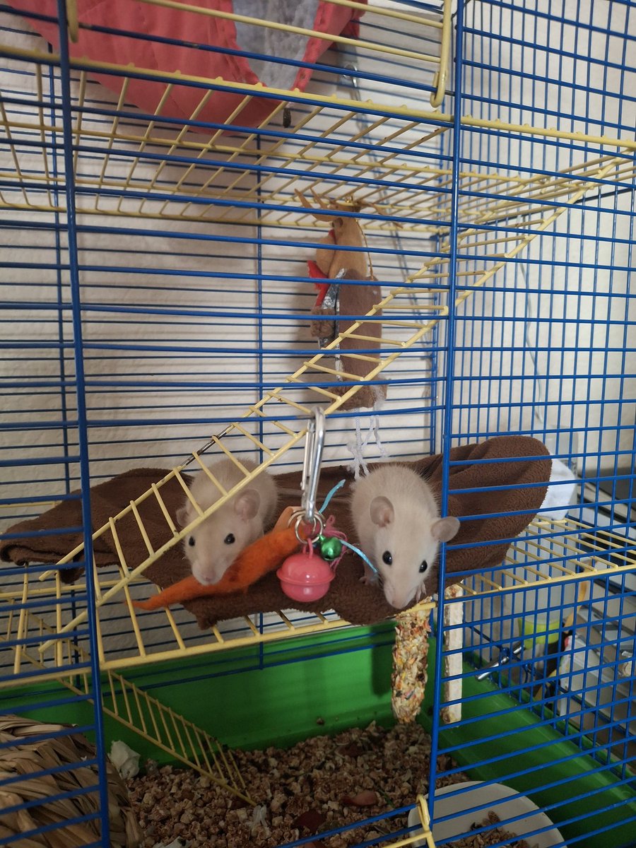 Тримайте підбірку українського пездатого кіна 90-х для цієї дощової осені. 
youtu.be/-isdjkiyCk0?si… 
Щурі вже готові передивлятись "Сьомий маршрут", бо там багато Києва, а всі щурі його люблять, як ми знаємо