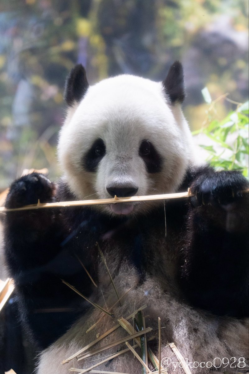 よここ🐼 (@yokoco0928) / Posts / X