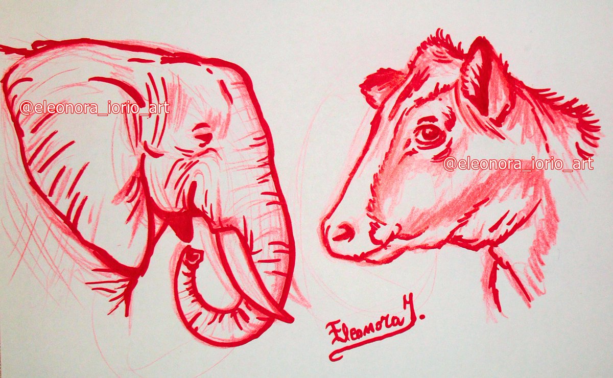 EleonoraIorio's tweet image. As requested by @kerayzie_art
African elephant / Cow + red ❤

Hope you like it! ✨

Keep following and supporting me to see more! I&apos;m also available for commissions 😉

#elephant #africanelephant #cow #red #drawing #sketch