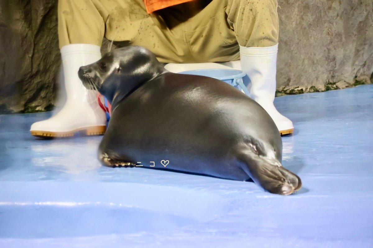 3zo0401's tweet image. ふふっ♡可愛い♡
R7.10
#鳥羽水族館 #ニコちゃん♡ #バイカルしか勝たん♡ #鳥羽の日のニコちゃん♡
