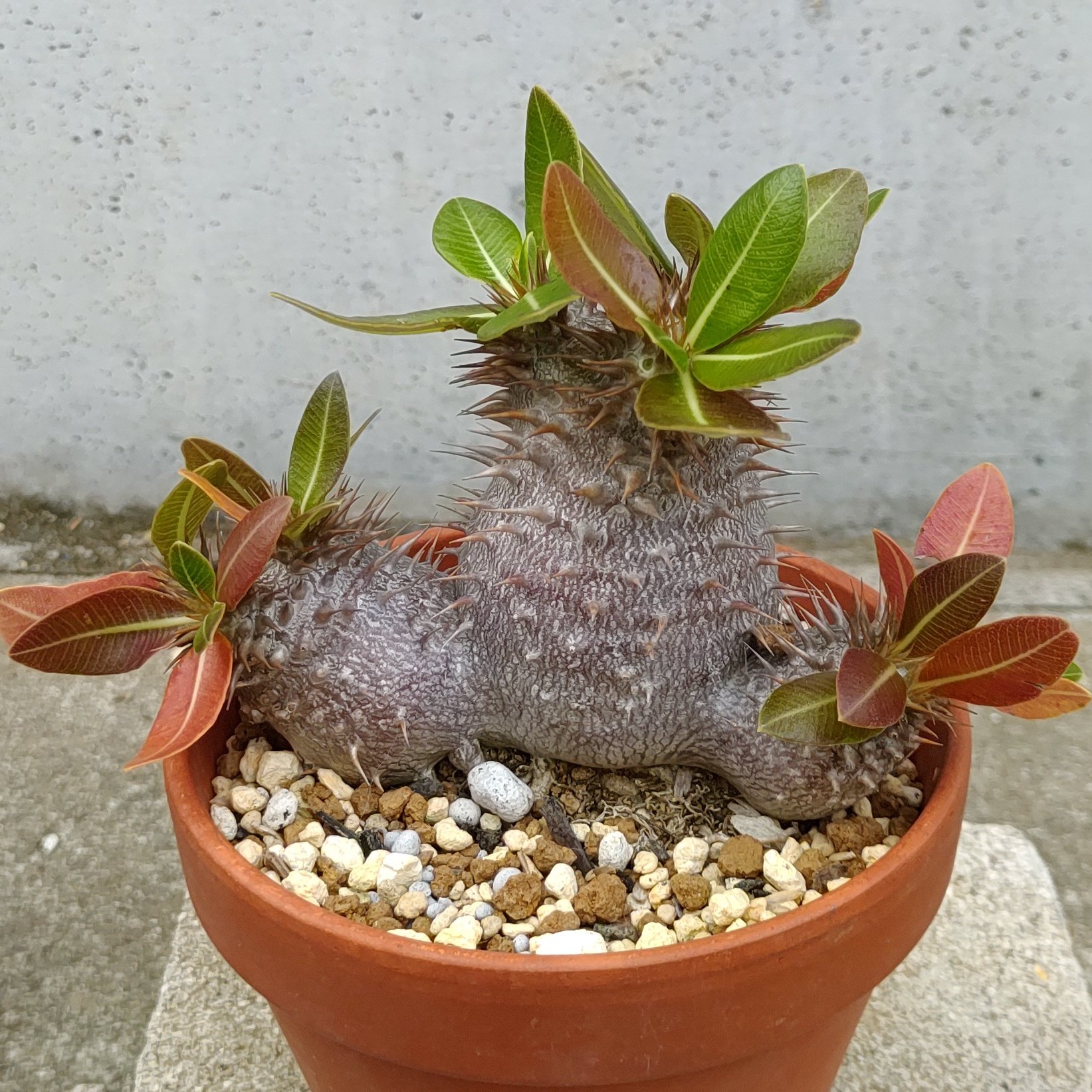 パキポディウムデンシフローラム - البحث / X