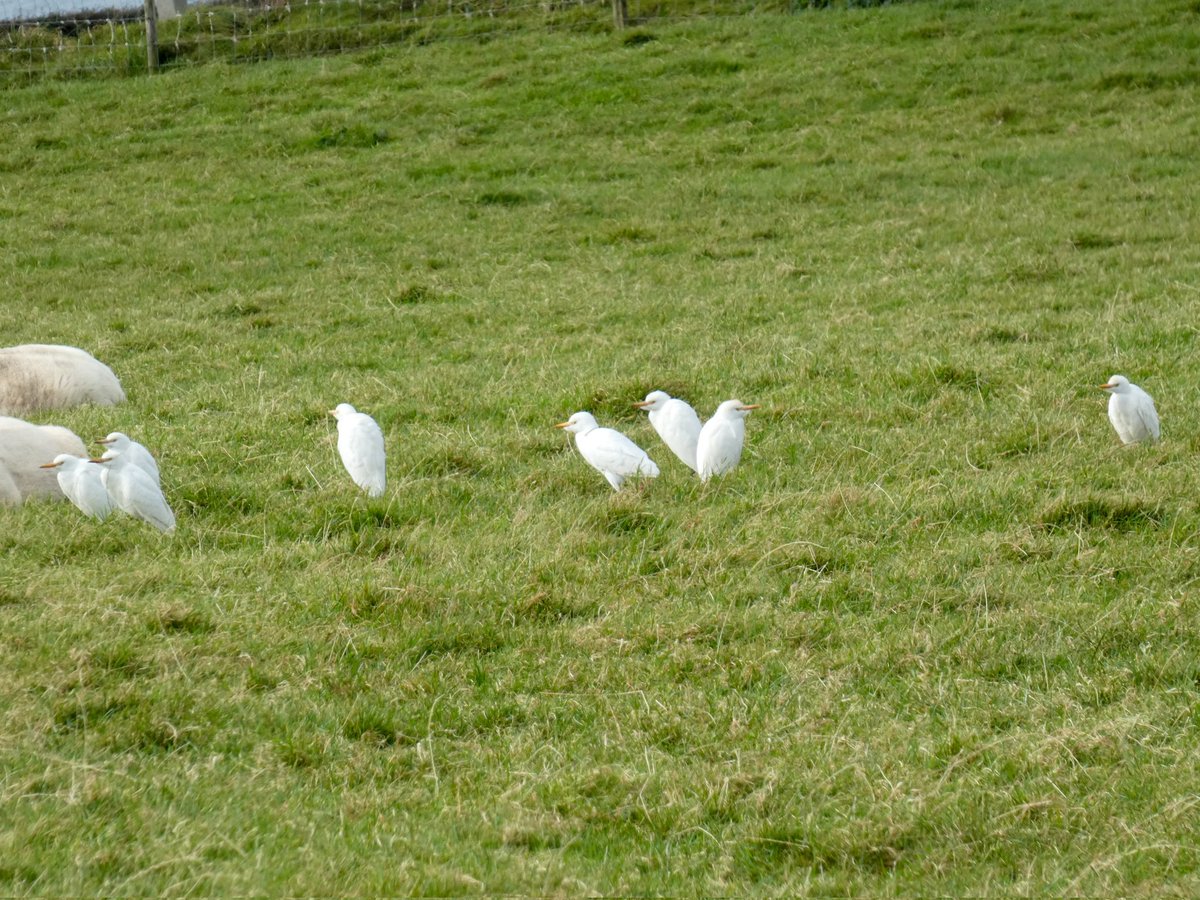 Elliot 🐦🔭 tweet media