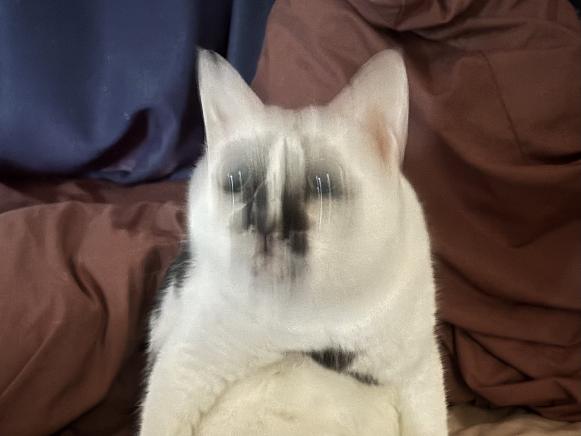 【黒猫】 アディダス Adidas 【 Y-3 Zx Torsion 'Black' Men