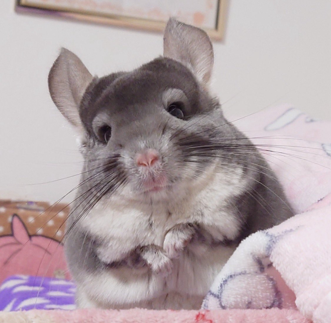 チンチラ プロフ必読‼️です❣️ この度、チンチラ専門店をオープンすることになりました