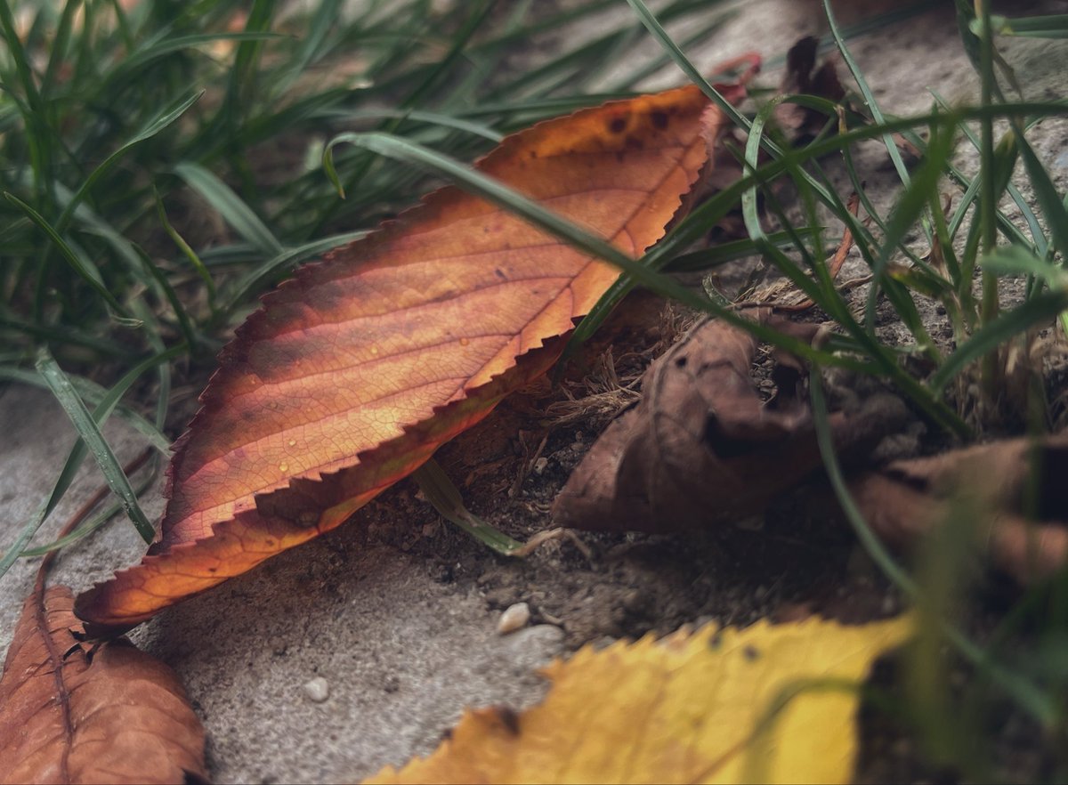 jevuska91's tweet photo. Random ősz. 🍂🍁🍃
#AutumnVibes #colorsofautumn #fallenLeaves https://t.co/xLt5H3mzlF