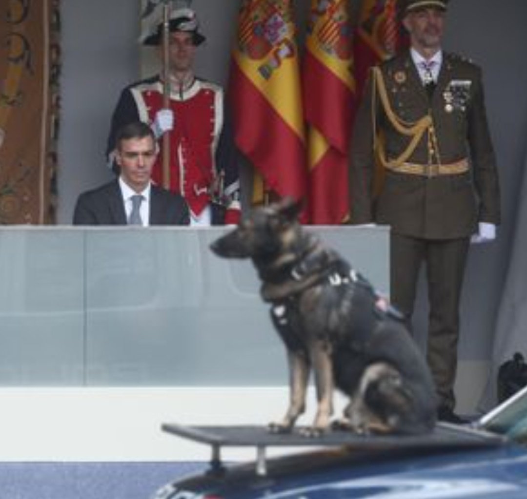 MarBalCas's tweet image. -Ahí está el perro