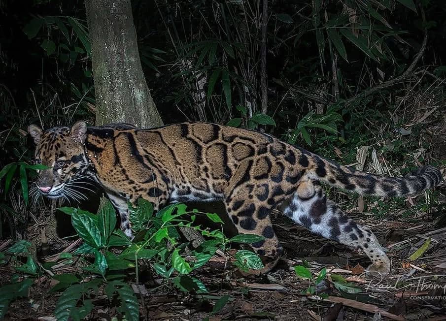 BigCatsWildlife's tweet image. Beautiful camera trap #photo of a #CloudedLeopard in the forests of #Thailand. 
📸 Photo by @paulthompson.th 
Clouded Leopards are a wild cat inhabiting dense forests from the foothills of the #Himalayas through mainland Southeast #Asia into southern China #bigcat #wildlife