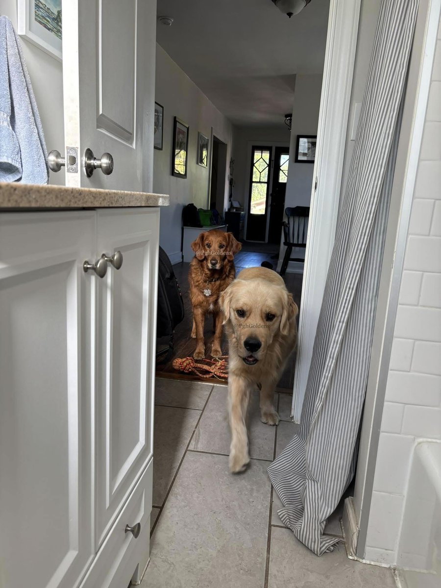 PghGoldens's tweet image. You get to watch us when we’re peeing. It’s only fair. 

#DogsOfTwitter #GoldenRetrievers #PghGoldens