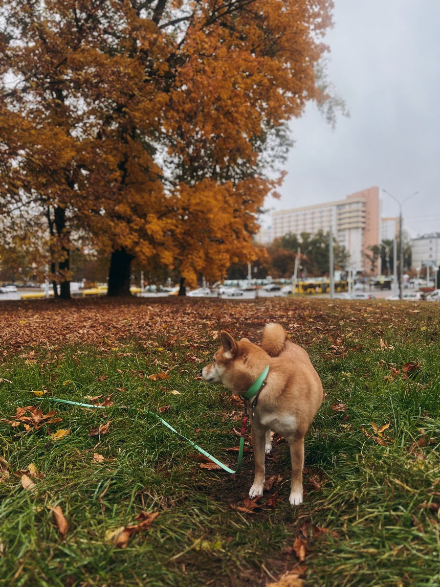 heymargadon's tweet photo. Обожаю 🍁 https://t.co/oCmUSbQZHJ