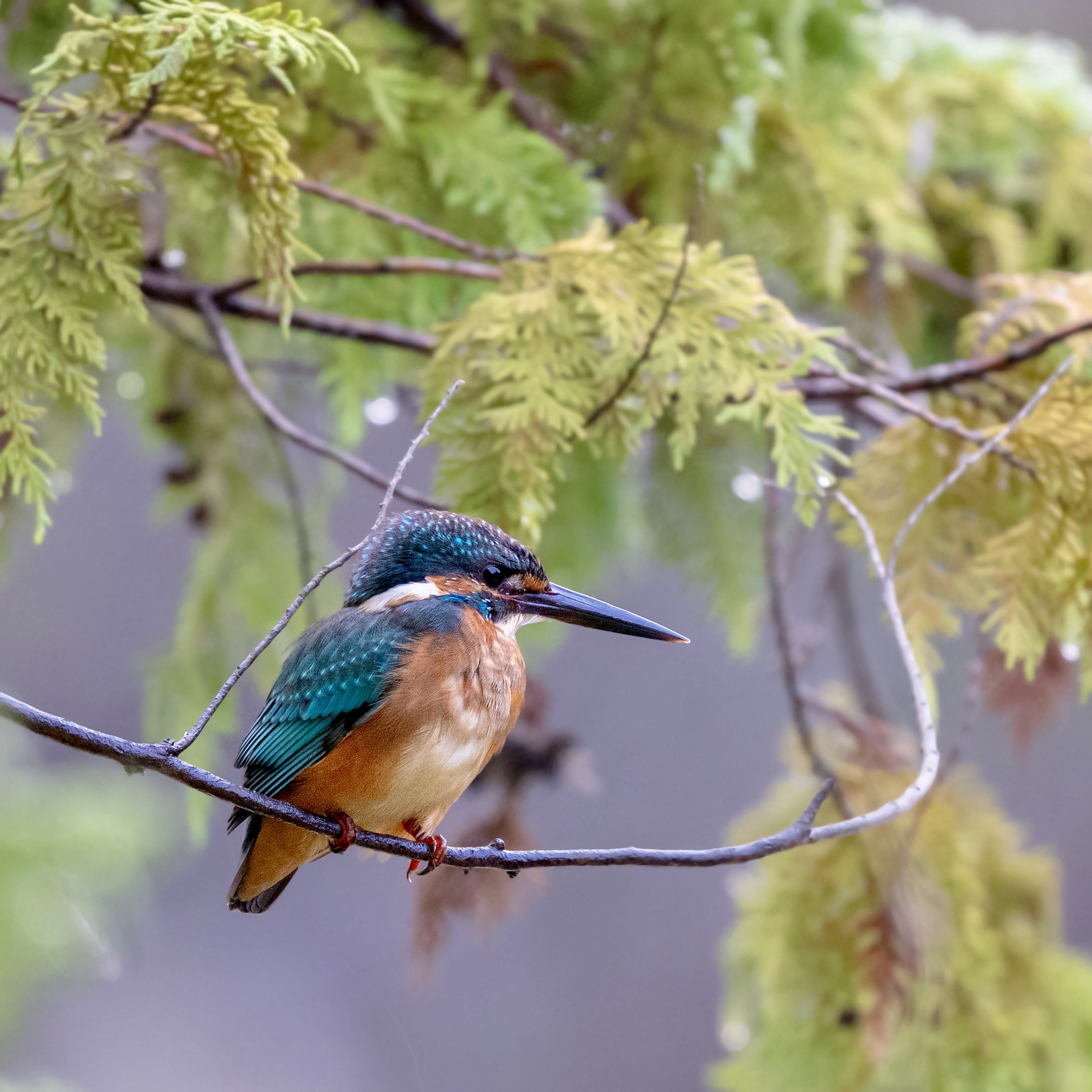 カワセミ - Search / X