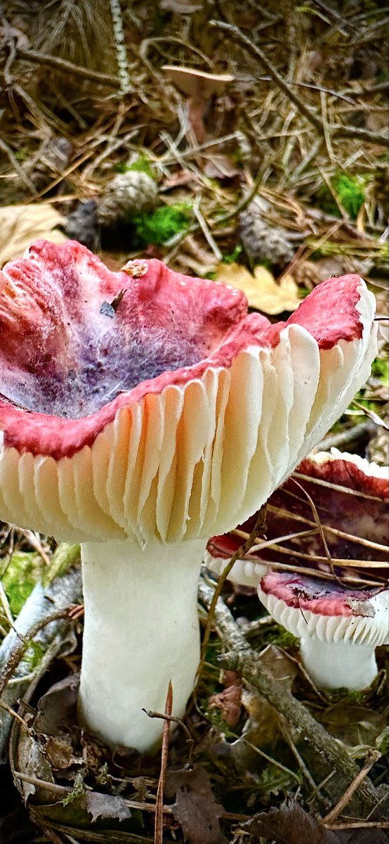 #hardlopen #running🏃‍♂️